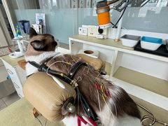 -派美特宠物医院·核磁CT·骨科肿瘤·疑难转诊(沈农禾丰店)