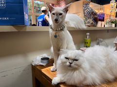 -猫小院猫主题餐厅(南锣旗舰店)