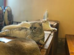 -李小姐の猫咖啡馆(五角场店)