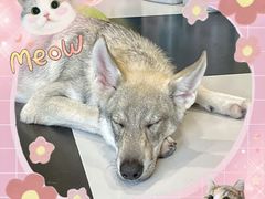 -Oh My Dog宠物沙龙(伊珊娜皮毛护理店)