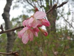 -桃花涧