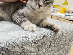 -凯特喵百思猫专科医院