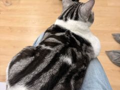 -有喵·猫咖·狗咖·40+猫狗有小奶狗(岗厦店)