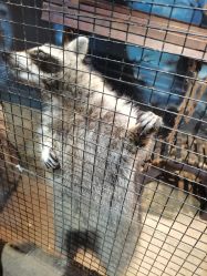 -酷嗒动物文化乐园(cutezoo西溪乐天城店)