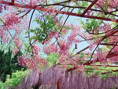 -嘉定紫藤园