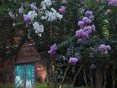 -合肥滨湖国家森林公园