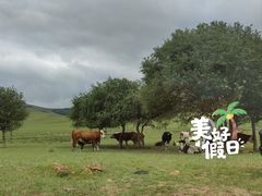 -乌兰布统草原