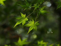 -杭州植物园
