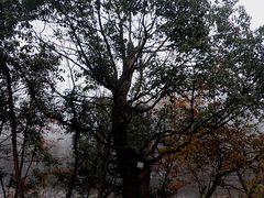 -祁门牯牛降观音堂风景区