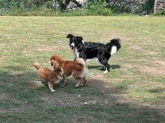 -趣多多宠物公园·宠物训犬学校·宠物寄养