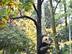 -中国大熊猫保护研究中心雅安碧峰峡基地