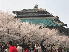 -武汉大学-樱园