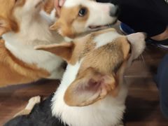 -柯斗斗主题餐厅·狗咖·围炉煮茶·茶饮(国瑞升平里店)