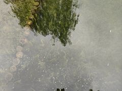 -贡湖湾湿地公园