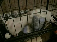 -创凡宠物医院·骨专科  猫科中心(西乡分院)