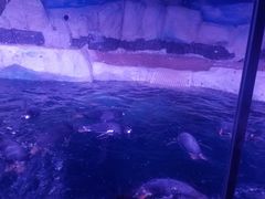 -暹罗海洋世界