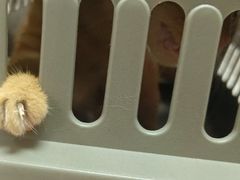-乐琪宠物医院·犬猫专科·骨外科·急重症