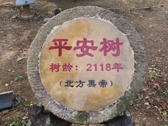 -千年银杏谷文化旅游区