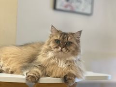 -滚猫咖啡·猫咖·猫友好撸猫(未来城店)
