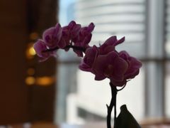 -广州富力君悦大酒店空中花园