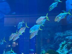 -迪拜水族馆及水下动物园