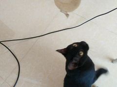 -爱诺耐芙动物医院(万博店)