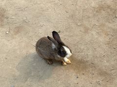 -前小桔亲子创意农场·草莓采摘·露营烧烤