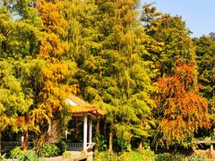 -深圳仙湖植物园