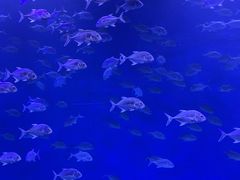 -哈尔滨波塞冬海底世界