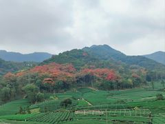 -龙坞茶村