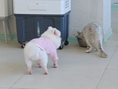 -怪兽屋·羊驼·猫咖·狗咖(俊华广场店)