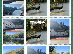 -西双版纳原始森林公园