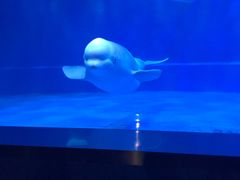 -芜湖新华联大白鲸海洋公园