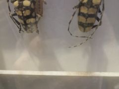 -上海昆虫博物馆