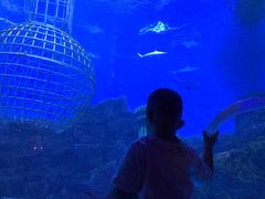 -芜湖新华联大白鲸海洋公园