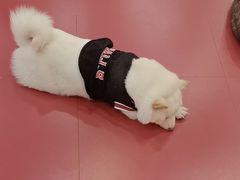 -和它·交个朋友·狗咖猫咖(爱琴海店)