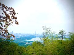 -紫峰大厦