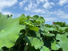 -荷塘月色湿地公园·向阳花洲