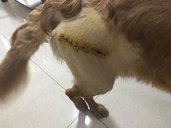 -喜多萌中农锦绣动物医院24H·猫科·牙科MRI·CT