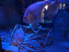 -西海国立公园九十九岛水族馆
