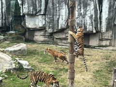 -上海野生动物园