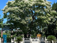 -菩提树下茶咖鼓捣