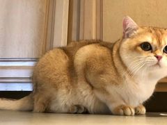-瑞鹏宠物医院犬猫全科(真大分院)