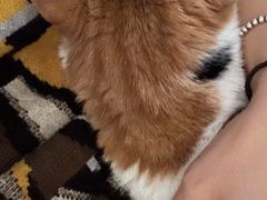 -纳吉亚猫专科动物诊疗中心(蒋宅口分院)