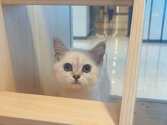 -爪爪喵星球·猫舍(前海卓越店)