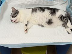 -灵美宠物诊所