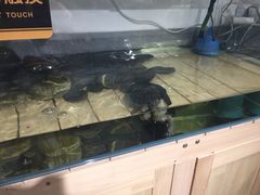 -甜心闲生传统手工冰粉(奎星楼店)