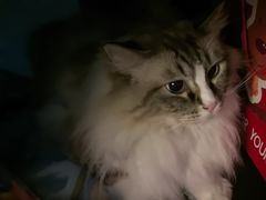 -白兔子密室(长寿路店)