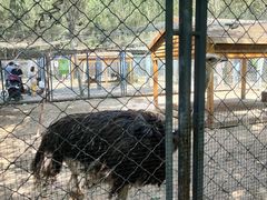 -长白岛森林公园