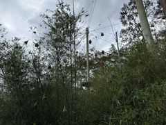 -新加坡飞禽公园